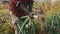 African Farmer harvesting leeks. Pulling vegetables from soil