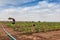 African farmer to watering plantation.