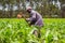 African Farmer Weeding