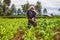 African Farmer Weeding