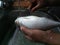 African female hands preparing raw sea bream