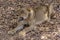 The African female lion Lat. Panthera leo. Portrait.