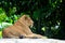 African female lion relaxes and rests to beat heat