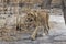 The African female lion in Thicket. Panthera leo. Portrait