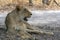 The African female lion in Thicket. Panthera leo. Portrait