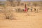 African female shepherd from the Samburu tribe a related Masai tribe in a national costume herding a flock of goats