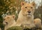 African female white lions