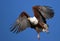 African Fish Eagle