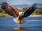 African Fish Eagle