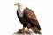 African Fish Eagle Animals and wildlife isolate on white background