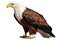 African Fish Eagle Animals and wildlife isolate on white background