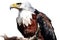 African Fish Eagle bird eyes views