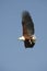 African Fish Eagle - Botswana