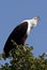 African Fish Eagle - Botswana