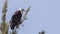 African Fish Eagle on Branch
