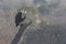 African Fish-Eagle calling. Blurred background