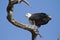 African fish eagle with catch