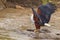 African Fish Eagle Catching Fish