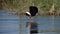 African Fish Eagle Catching Fish