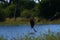 African Fish Eagle catching from the water