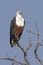 African fish eagle in a dead tree