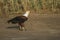 African Fish Eagle with fish