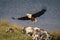 African fish eagle flies from guano-covered rock