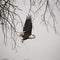 African Fish Eagle in flight