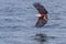 African Fish Eagle Flying With Fish