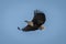 African fish eagle glides across blue sky