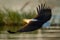 African fish eagle glides low over river