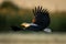 African fish eagle glides low over water