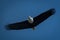 African fish eagle glides under blue sky