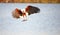 African Fish Eagle (Haliaeetus vocifer)