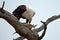 African Fish Eagle (Haliaeetus vocifer)