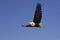 African Fish-Eagle, haliaeetus vocifer, Adult in Flight, Baringo Lake in Kenya