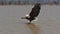 African Fish-Eagle, haliaeetus vocifer, Adult in flight, Fish in Claws, Fishing at Baringo Lake, Kenya