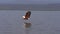 African Fish-Eagle, haliaeetus vocifer, Adult in flight, Fish in Claws, Fishing at Baringo Lake, Kenya