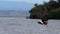 African fish-eagle, haliaeetus vocifer, adult in flight, fish in claws, fishing at Baringo Lake, Kenya