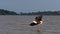 African fish-eagle, haliaeetus vocifer, adult in flight, fish in claws, fishing at Baringo lake, Kenya ,