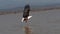 African Fish-Eagle, haliaeetus vocifer, Adult in flight, Fish in Claws, Fishing at Baringo Lake, Kenya