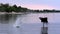 African Fish-Eagle, haliaeetus vocifer, Adult in flight, Fishing at Chobe River, Okavango Delta in Botswana,