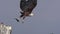 African Fish-Eagle, haliaeetus vocifer, Adult taking off from Branch, in Flight with Fish in its Claws, Chobe River, Okavango