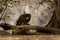 African Fish-eagle - Haliaeetus vocifer  large species of white and brown eagle found throughout sub-Saharan Africa, national bird