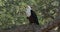 African Fish-eagle - Haliaeetus vocifer  large species of white and brown eagle found throughout sub-Saharan Africa, national bird