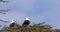 African Fish-Eagle, haliaeetus vocifer, Pair singing at the top of the Tree, Naivasha Lake in Kenya,