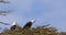 African Fish-Eagle, haliaeetus vocifer, Pair singing at the top of the Tree, Naivasha Lake in Kenya