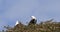 African Fish-Eagle, haliaeetus vocifer, Pair singing at the top of the Tree, Naivasha Lake in Kenya