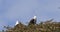 African Fish-Eagle, haliaeetus vocifer, Pair singing at the top of the Tree, Naivasha Lake in Kenya