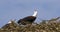 African Fish-Eagle, haliaeetus vocifer, Pair singing at the top of the Tree, Naivasha Lake in Kenya